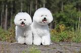 BICHON FRISE 333